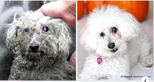 Blinder obdachloser Hund wird von einfühlsamen Menschen gerettet